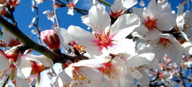 Almond Blossom in Mallorca