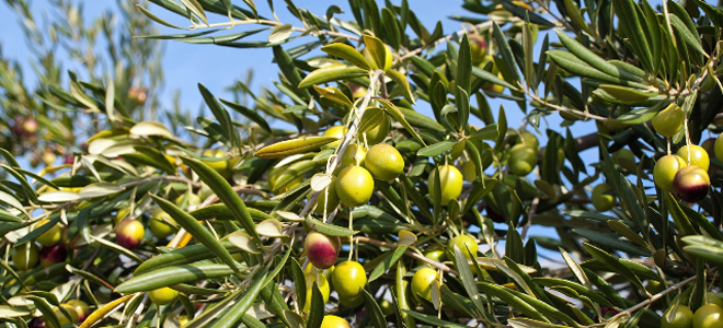 Olives at Can Carro Apartments, Mallorca