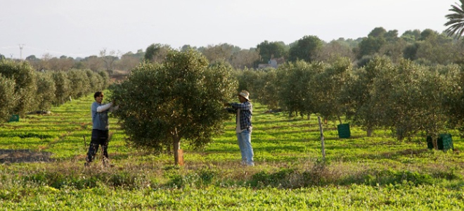 Olive groves at Can Carro Apartments, Mallorca