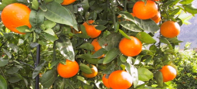 Oranges at Cas Sant Hotel, Mallorca