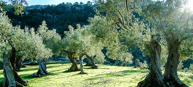 Olive Trees, Mallorca